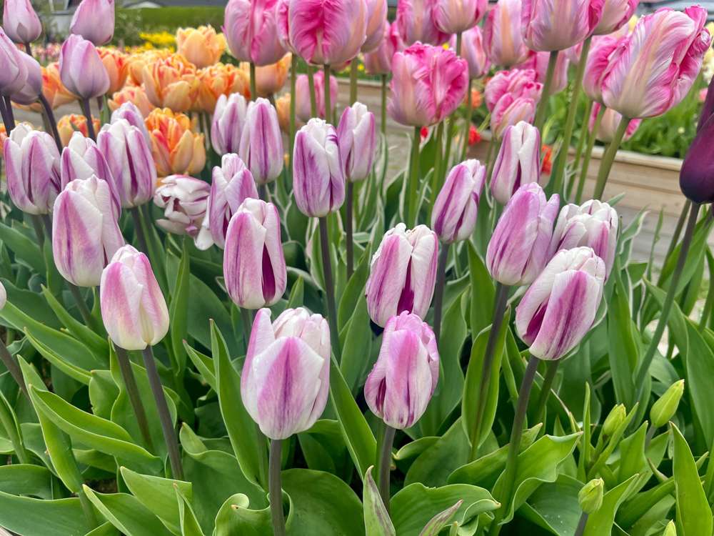 Tulipan 'Flaming Flag'